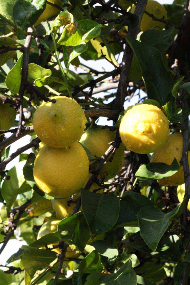            Fruit (Femminello Siracusano 2KR, Riverside, CA)   